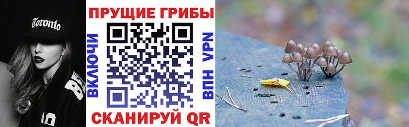 Купить  Пикалёво  Галлюциногенные грибы Psilocybine cubensis 